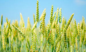 Agroman-Green-Wheat